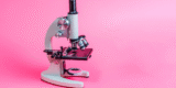 Face Mites: The Invisible Company on Your Pores and skin
