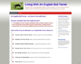 Studying To Dwell With An English Bull Terrier from Pet To Grownup